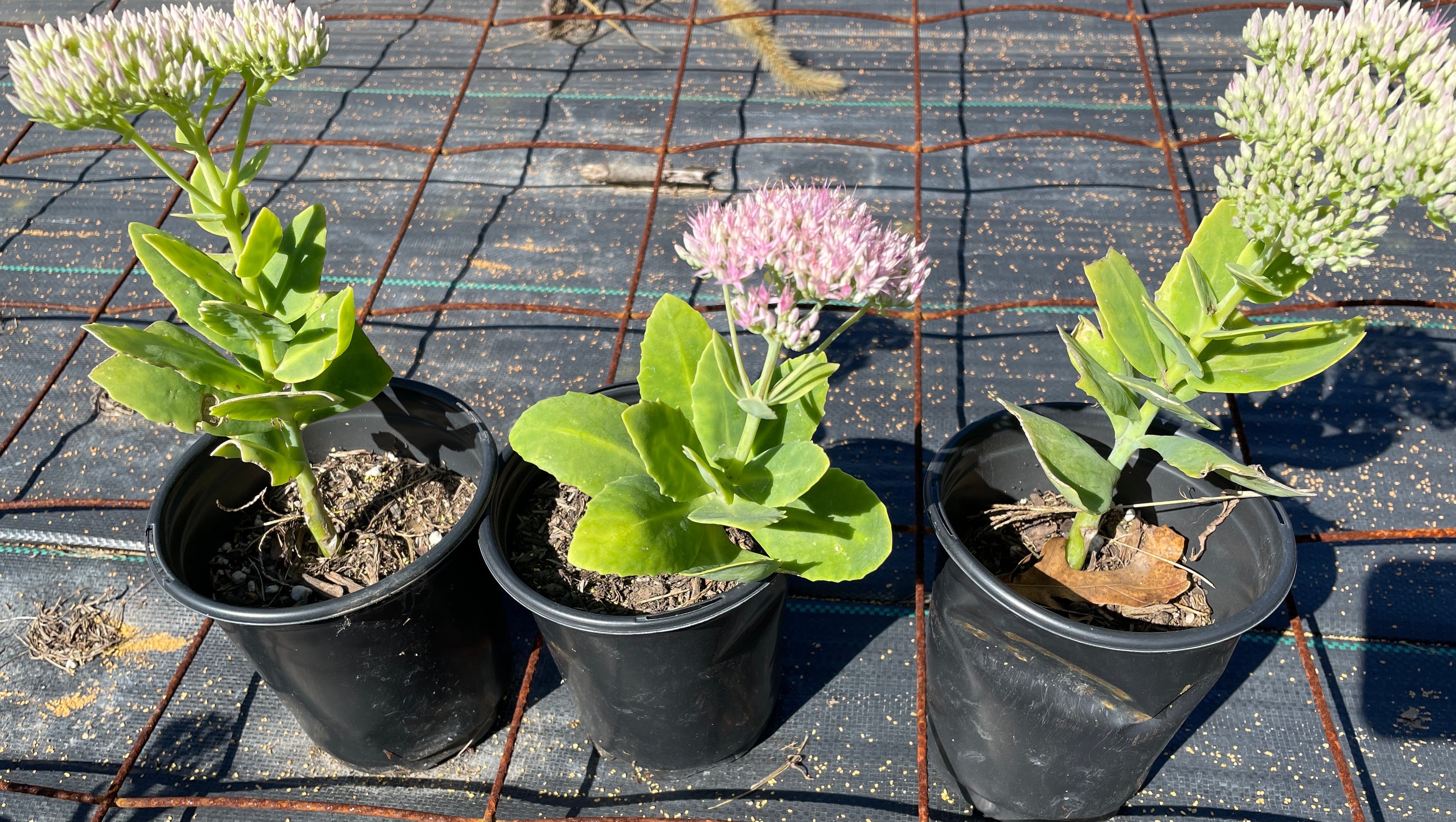 Sedum 'Autumn Joy'