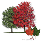 Red Maple Tree