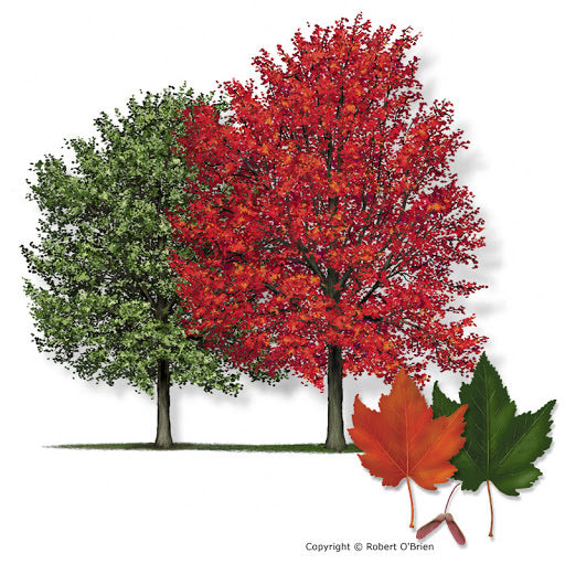 Red Maple Tree