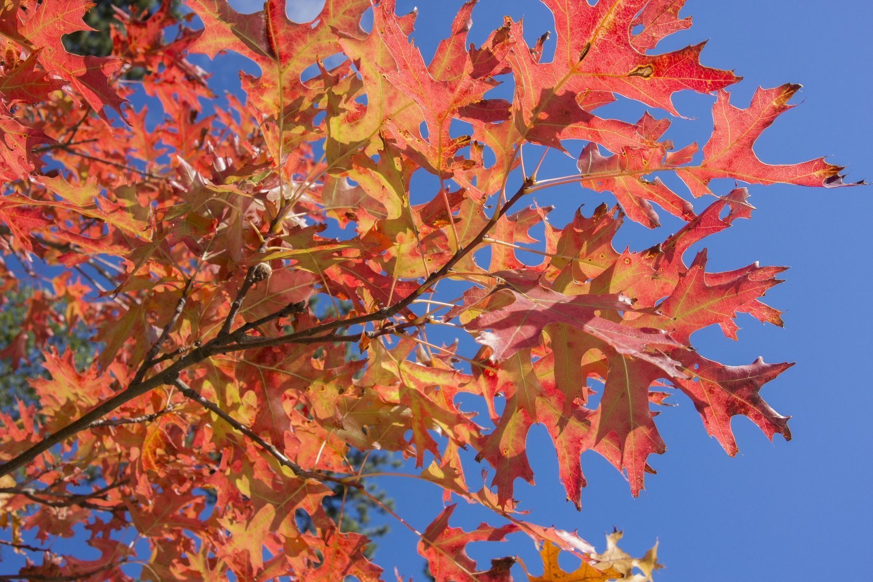Pin Oak Tree