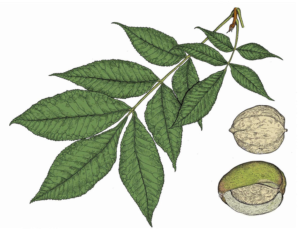Shellbark Hickory Tree