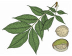Shellbark Hickory Tree