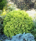 Arborvitae 'Golden Globe'