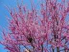 Redbud Tree