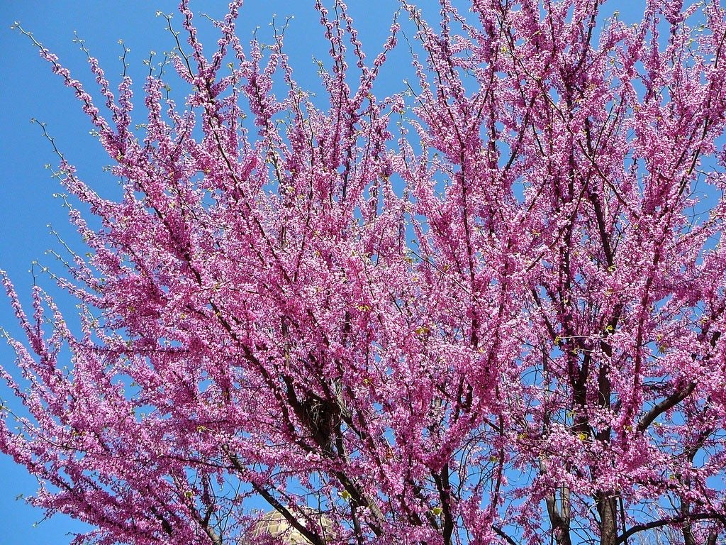Redbud Tree
