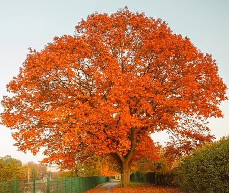 Northern Red Oak Tree