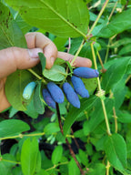 Honeyberry 'Aurora' Haskap