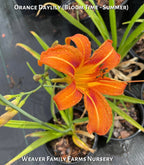 Original Orange Daylily
