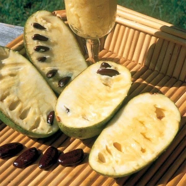 Pawpaw Tree