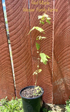 Red Maple Tree