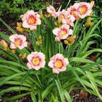 Daylily 'Strawberry Candy'