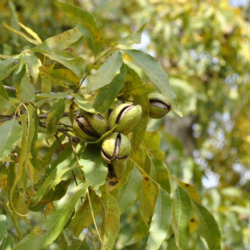 Pecan Tree