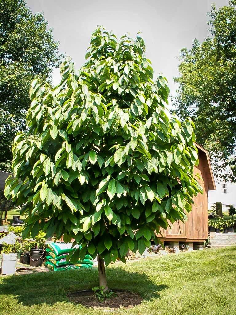 Pawpaw Tree