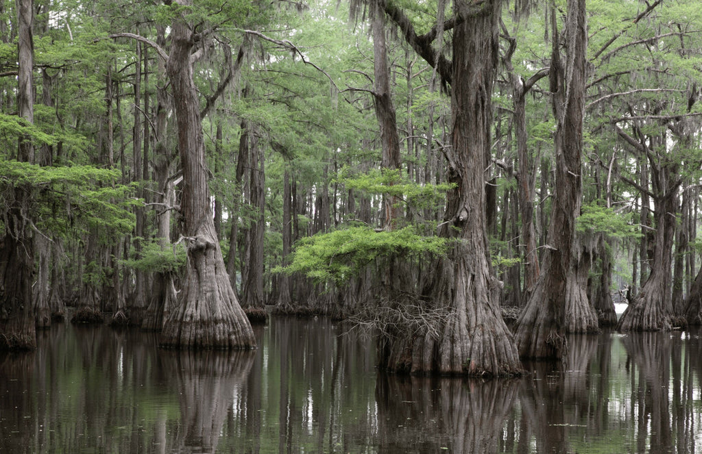 Bald Cypress Tree