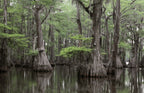 Bald Cypress Tree