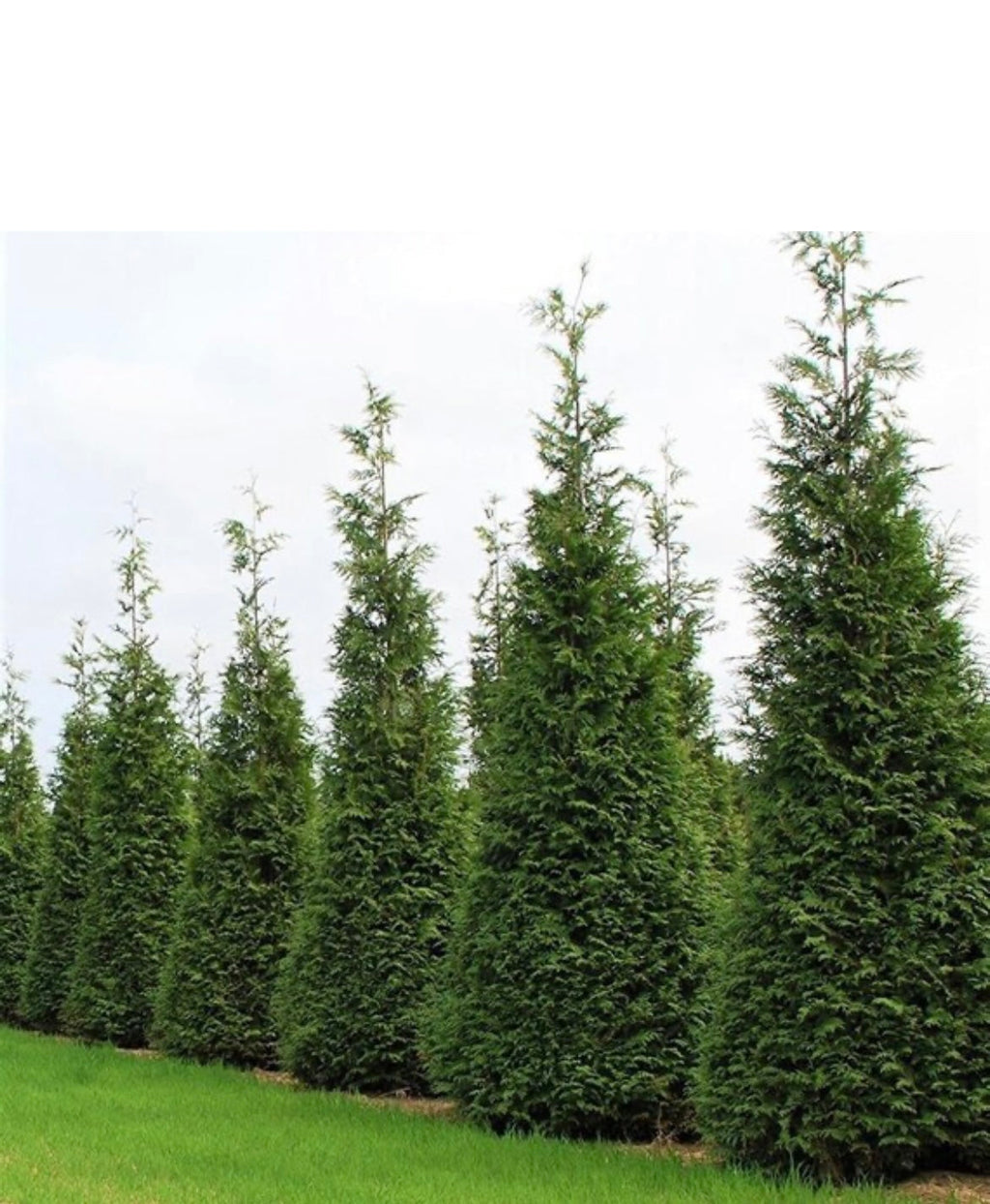 Arborvitae 'Green Giant'