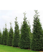 Arborvitae 'Green Giant'