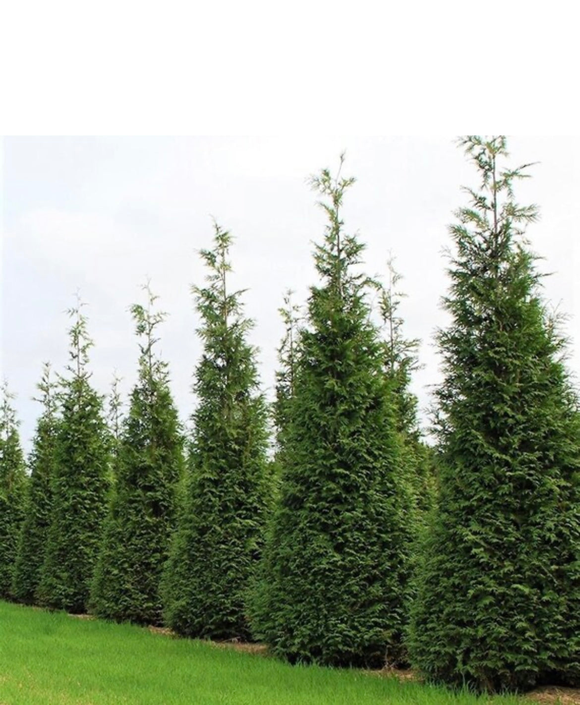 Arborvitae 'Green Giant'