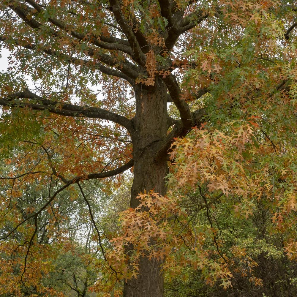 Pin Oak Tree