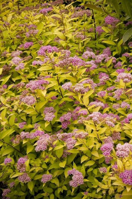 Spirea 'Gold Mound'
