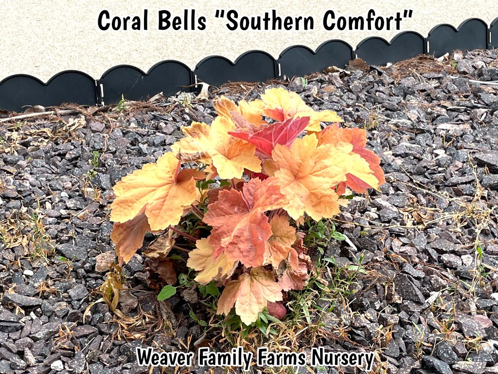 Coral Bells 'Southern Comfort'