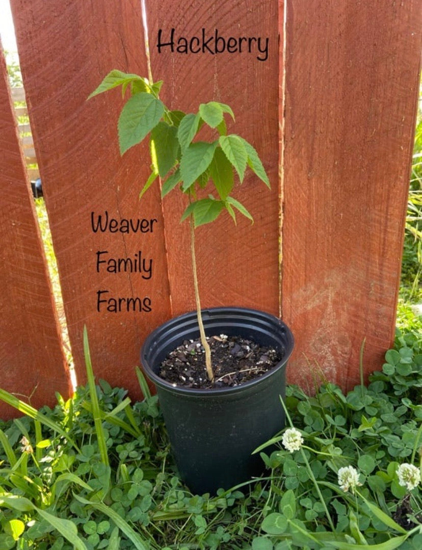 Hackberry Tree