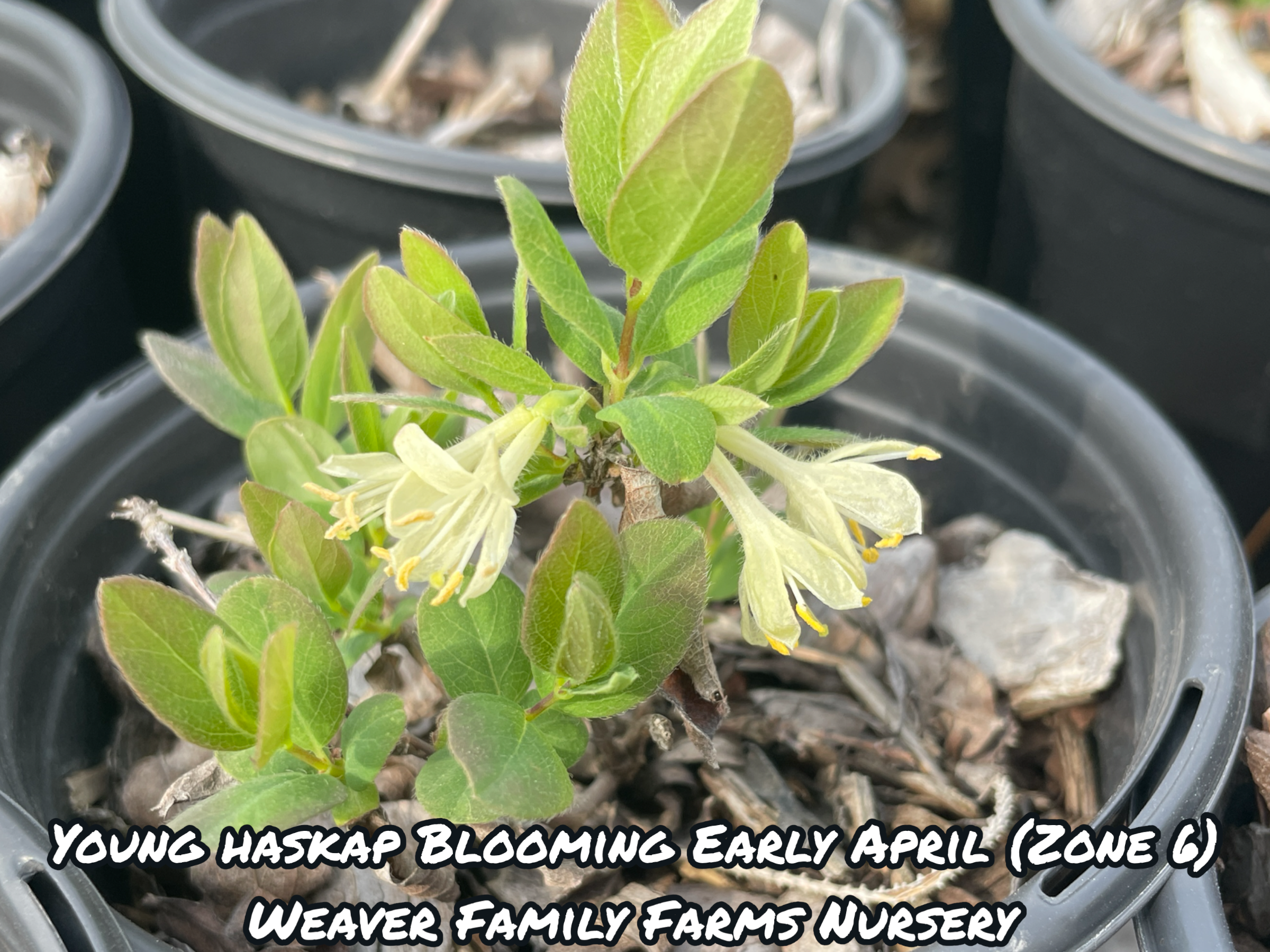 Honeyberry 'Tundra' Haskap