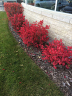 Dwarf Burning Bush