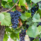 Grape Vine 'Seedless Concord'