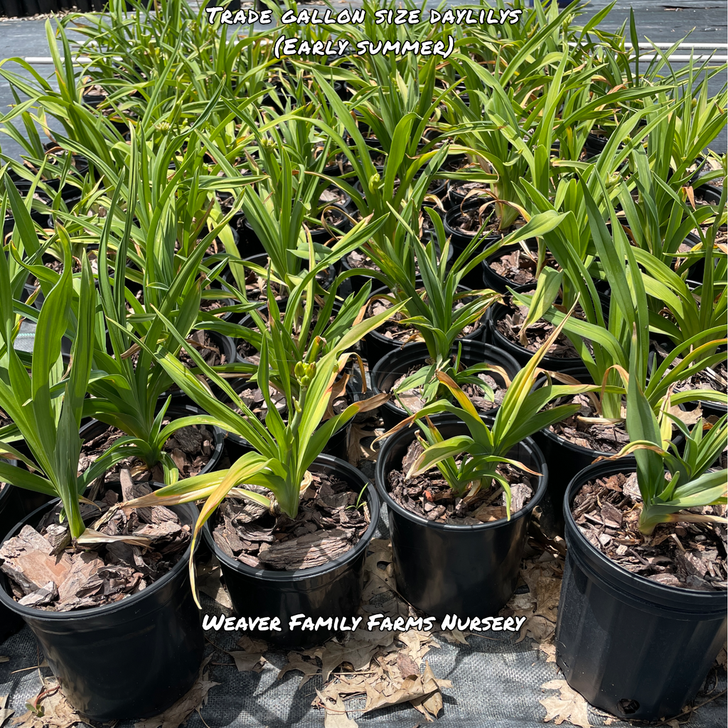 Daylily 'Stella D’ Oro'