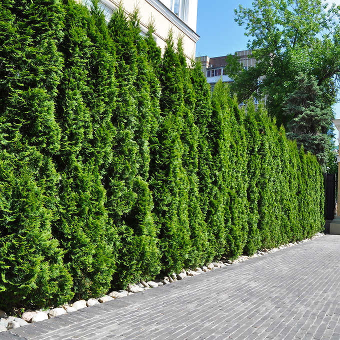 Arborvitae 'Emerald Green'