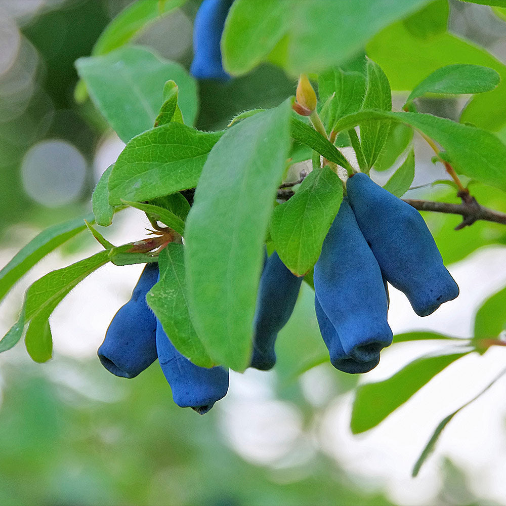 Honeyberry 'Indigo Treat' Haskap