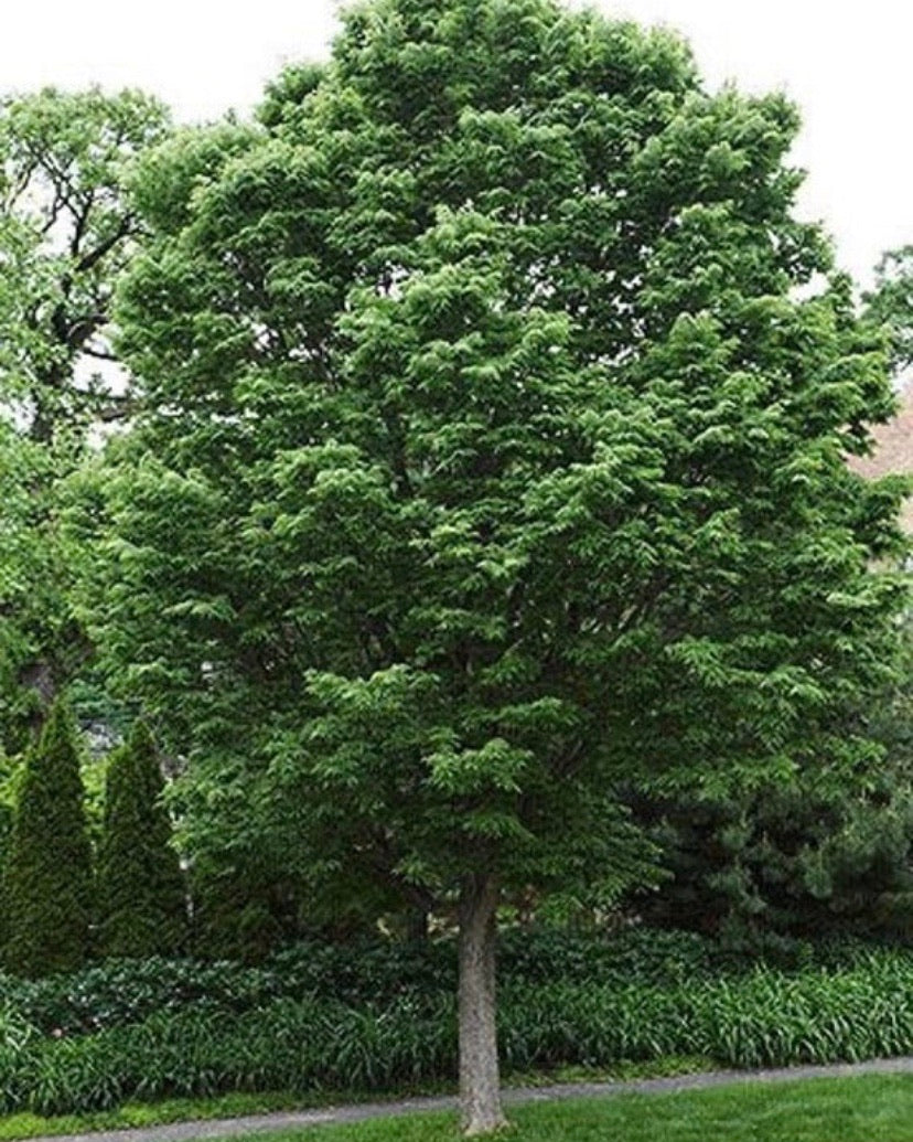 Hackberry Tree