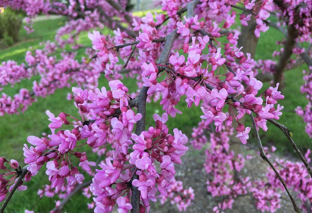 Redbud Tree
