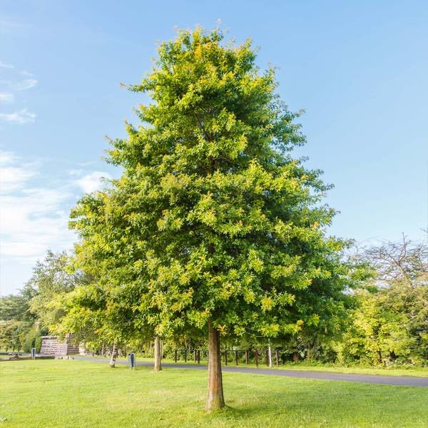 Pin Oak Tree