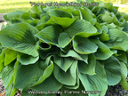 Giant Green Hosta
