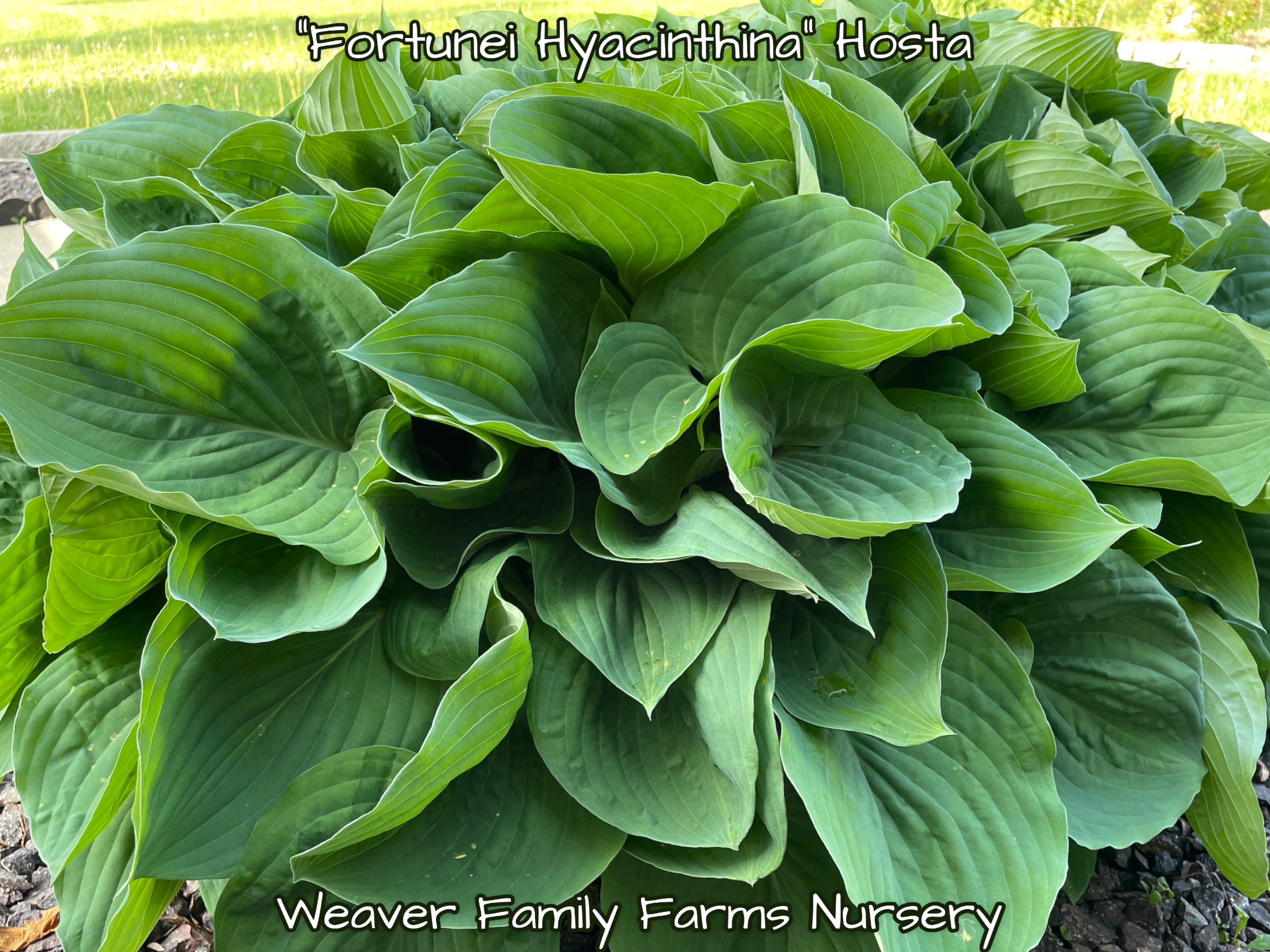 Giant Green Hosta