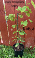 Redbud Tree