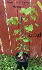 Redbud Tree