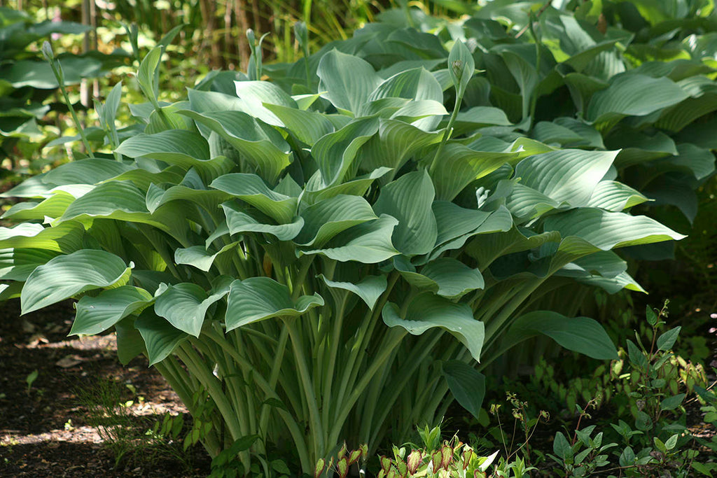 Upright Hosta 'Krossa Regal'