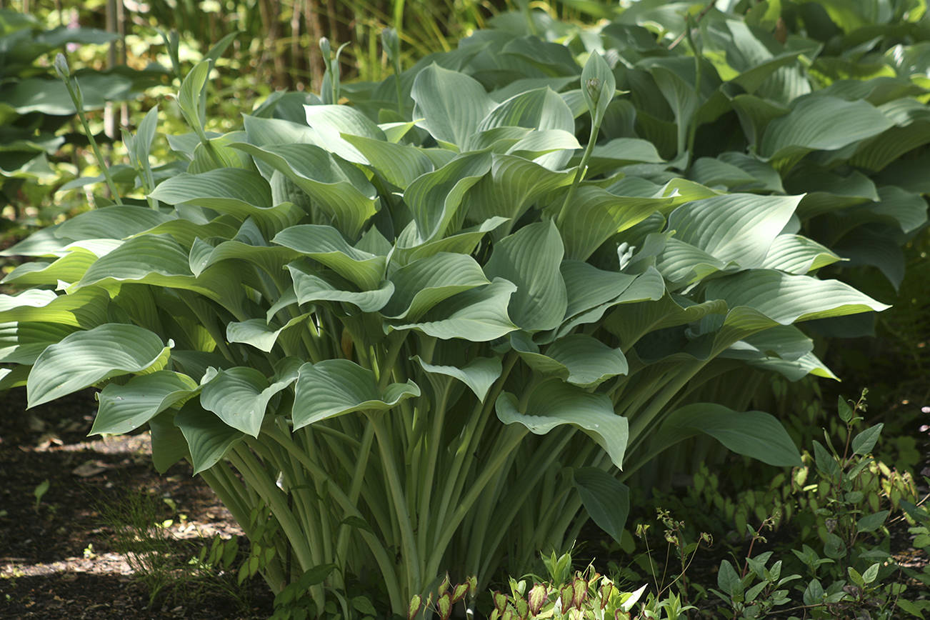 Upright Hosta 'Krossa Regal'