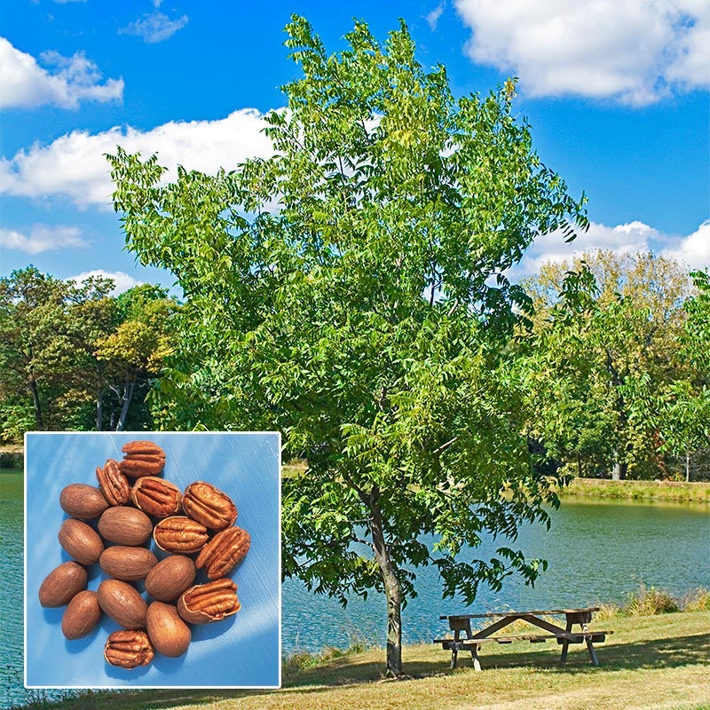 Pecan Tree
