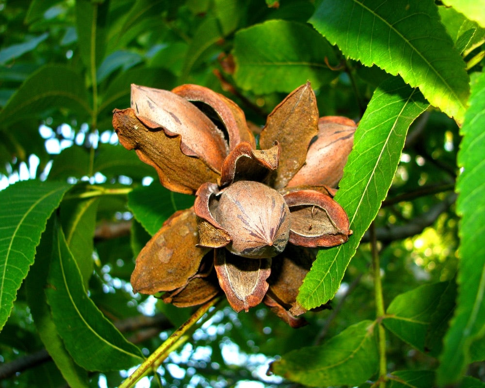Pecan Tree