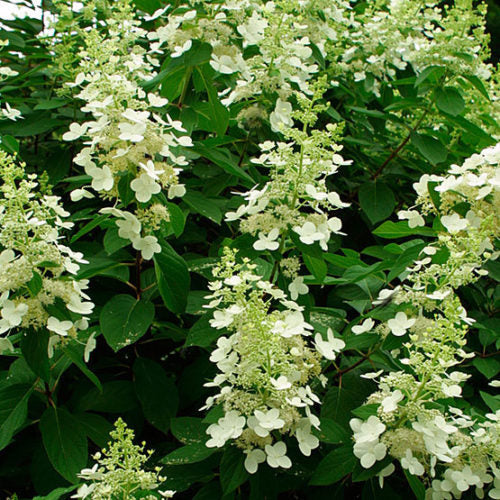 Hydrangea 'Tardiva'