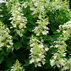 Hydrangea 'Tardiva'