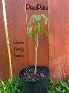 Pawpaw Tree