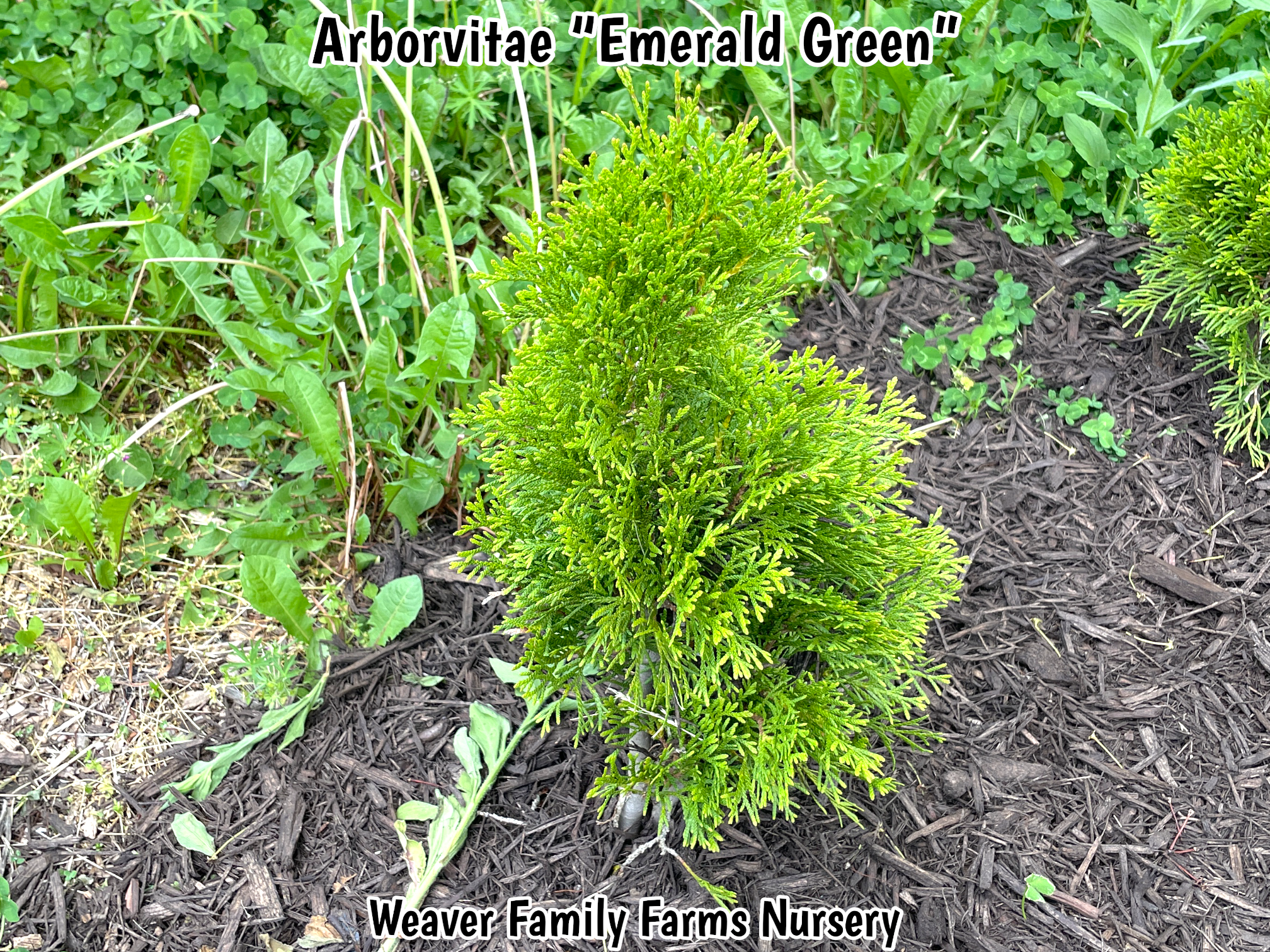 Arborvitae 'Emerald Green'