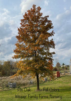 Pin Oak Tree
