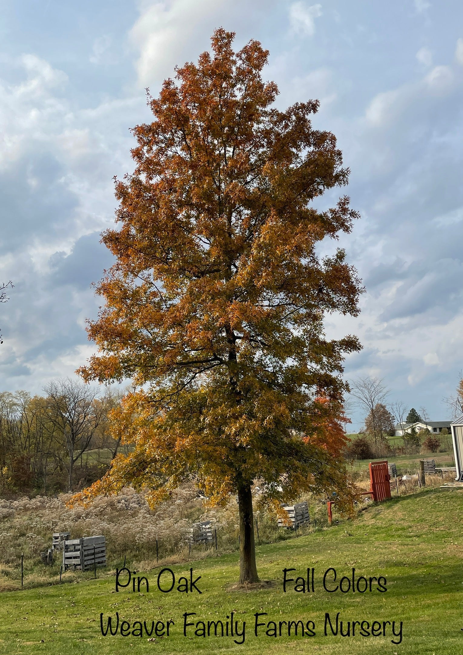 Pin Oak Tree