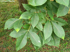 Shellbark Hickory Tree